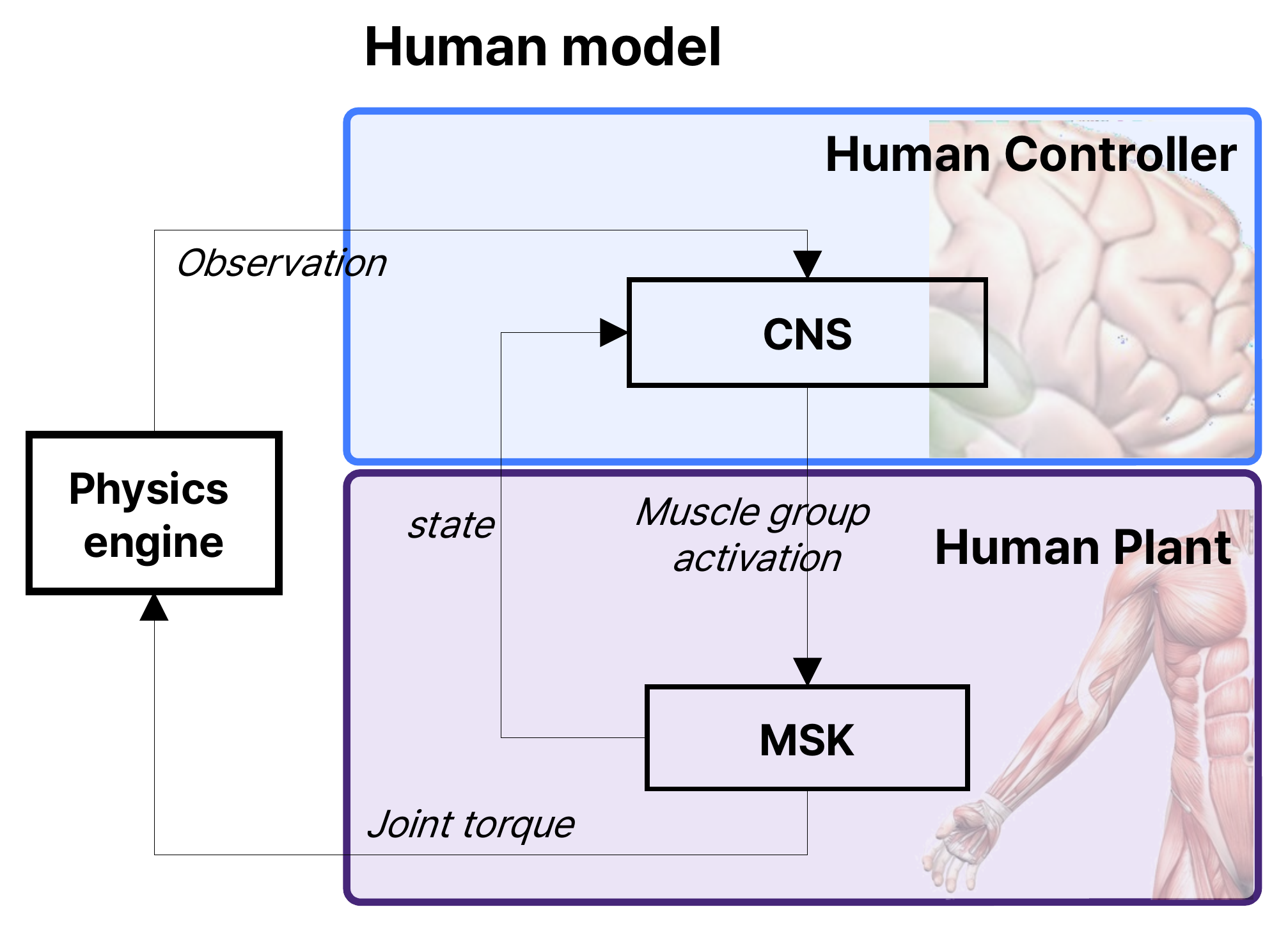 Human model: the Human Controller (CNS) receives observations from the physics engine and sends muscle group activation to the Human Plant (musculoskeletal model), which returns its state and applies joint torque to the physics engine.