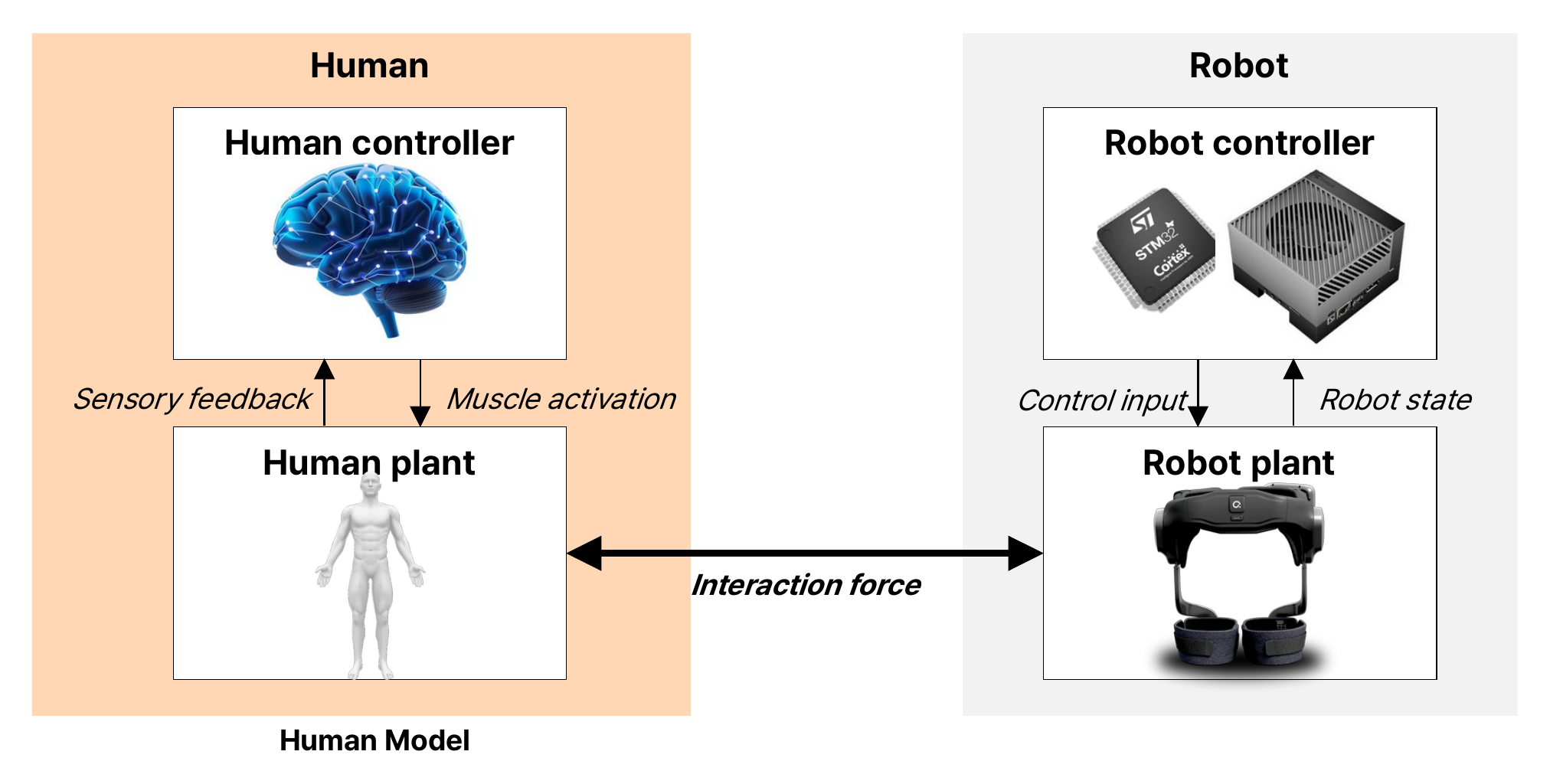 Closed loop between a human model and a wearable robot. The human controller sends muscle activation to the human plant and receives sensory feedback; the robot controller sends control input to the robot plant and receives the robot state; human plant and robot plant exchange interaction force.